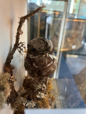 Lot 118 - Taxidermy: a nightjar