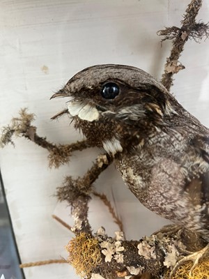 Lot 118 - Taxidermy: a nightjar
