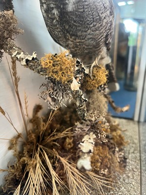 Lot 118 - Taxidermy: a nightjar