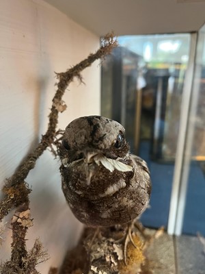 Lot 118 - Taxidermy: a nightjar