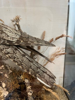 Lot 118 - Taxidermy: a nightjar
