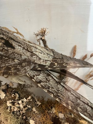 Lot 118 - Taxidermy: a nightjar