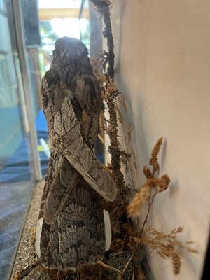 Lot 118 - Taxidermy: a nightjar