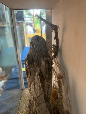 Lot 118 - Taxidermy: a nightjar