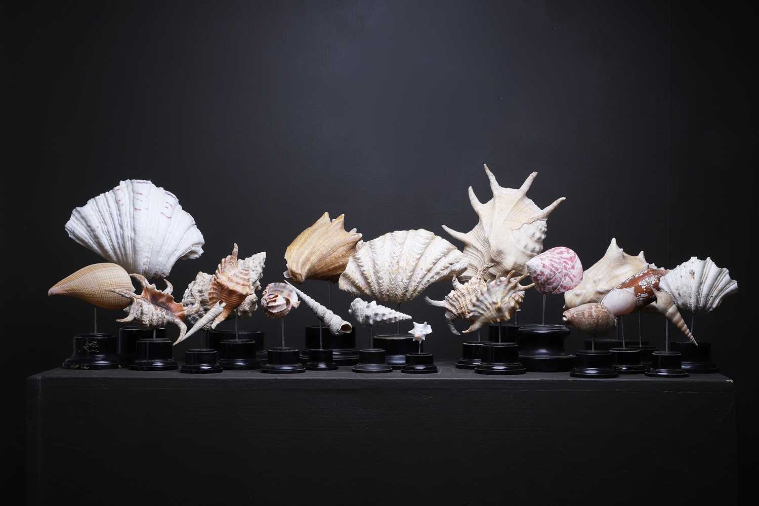 Lot 56 - A collection of shells
