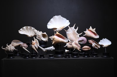 Lot 56 - A collection of shells
