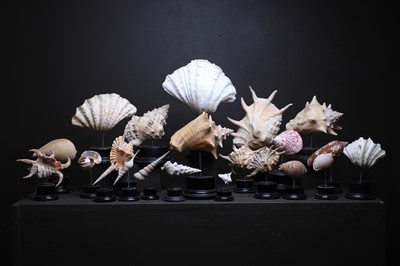 Lot 56 - A collection of shells