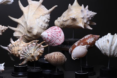 Lot 56 - A collection of shells