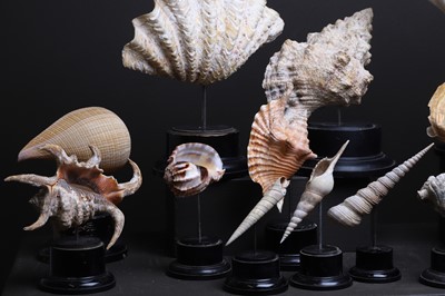 Lot 56 - A collection of shells