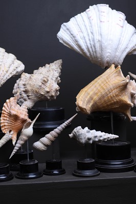 Lot 56 - A collection of shells