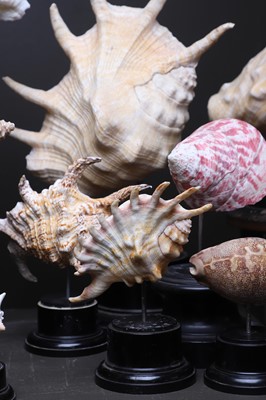 Lot 56 - A collection of shells