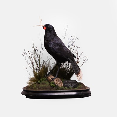 Lot 52 - A modern artistic recreation of 'Colenso's' huia bird