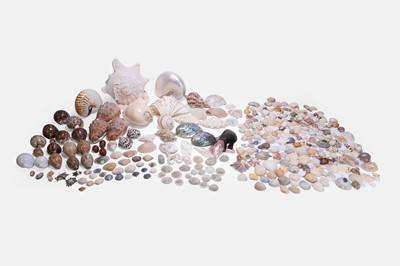 Lot 160 - A large collection of shells