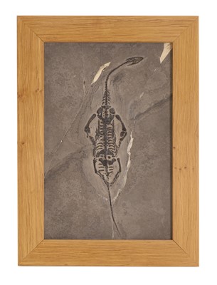 Lot 325 - A small fossil specimen of a Keichousaurus