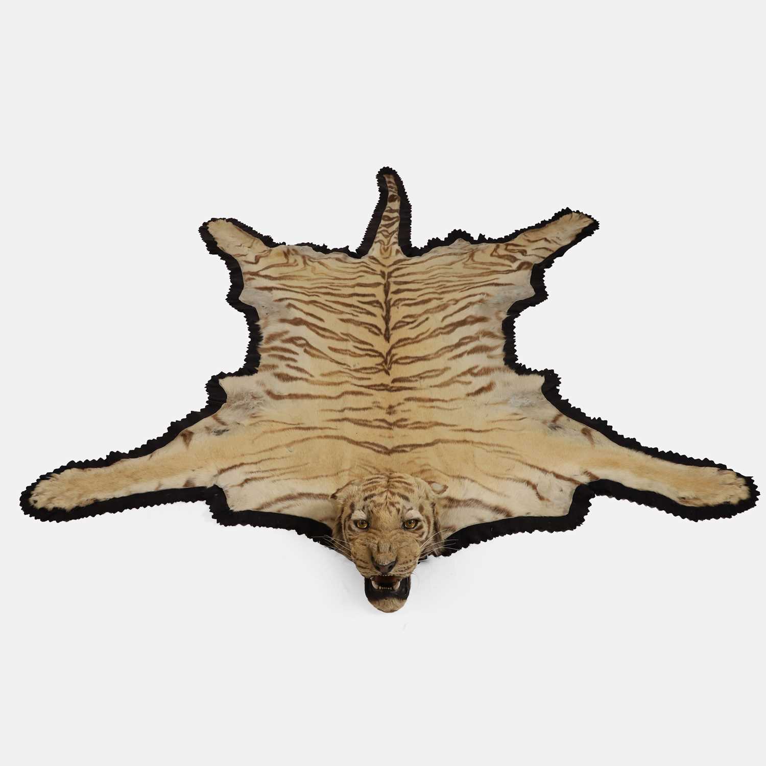 Lot 465 - A taxidermy Bengal tiger (Panthera Tigris Tigris) skin and head mount